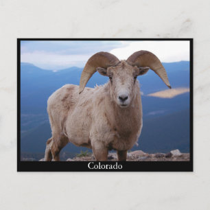sheep postcard, Colorado Postcard