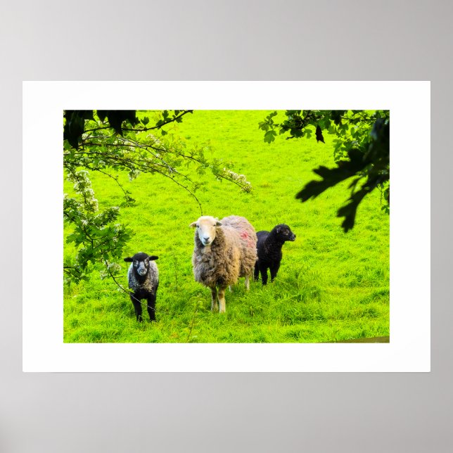 Sheep  poster (Front)