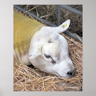 SHEEP POSTER