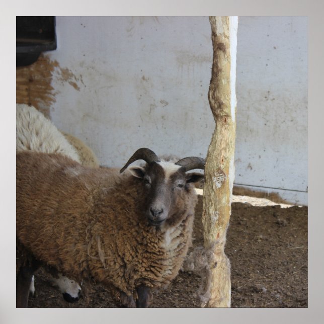 Sheep Poster (Front)