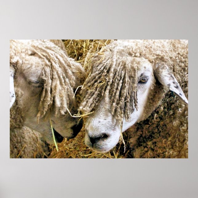 SHEEP POSTER (Front)