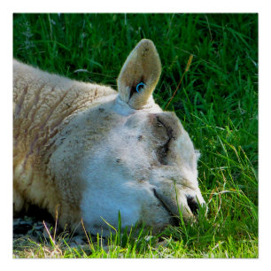 SHEEP POSTER
