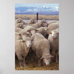 Sheep Poster