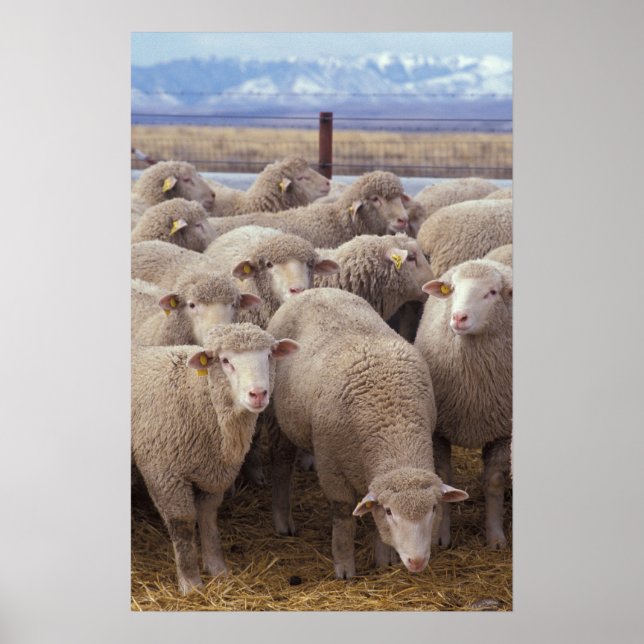 Sheep Poster (Front)