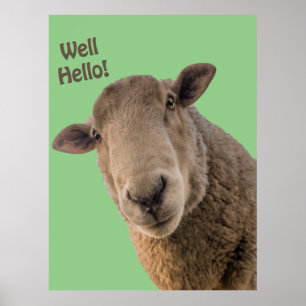 Sheep   poster