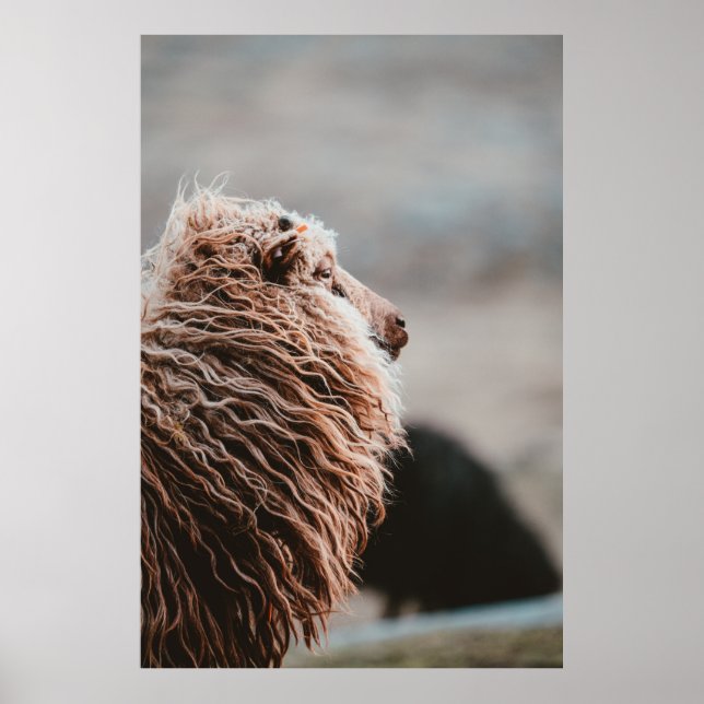 SHEEP POSTER (Front)