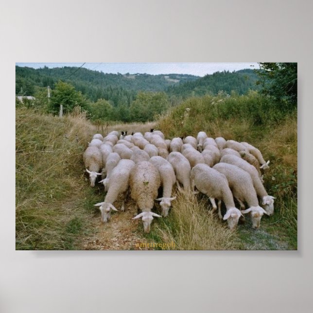 sheep poster (Front)