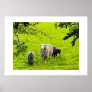 Sheep poster