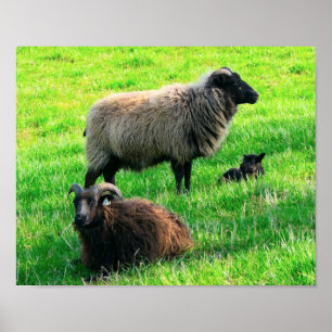 Sheep Print
