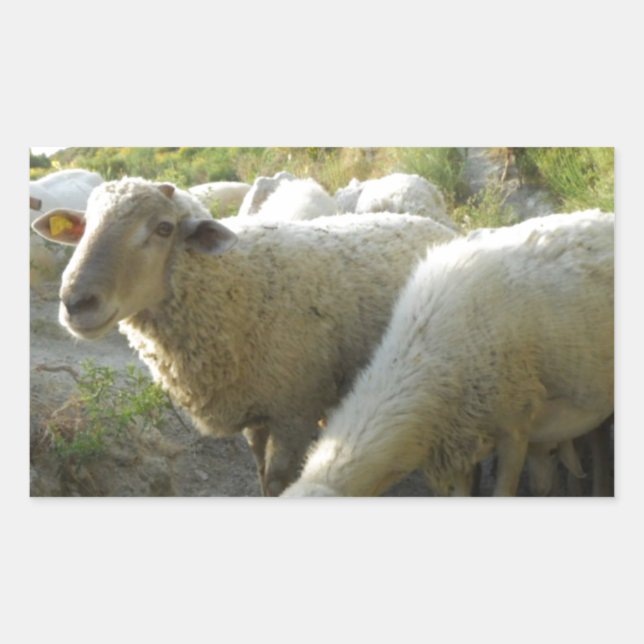 Sheep Rectangular Sticker (Front)