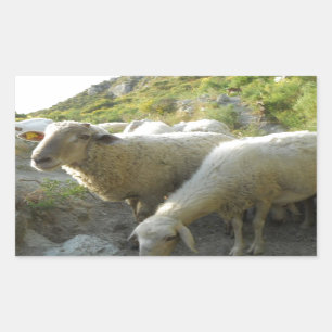 Sheep Rectangular Sticker