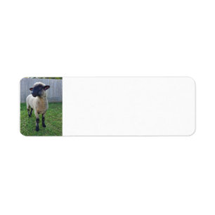 Sheep Return Address Label