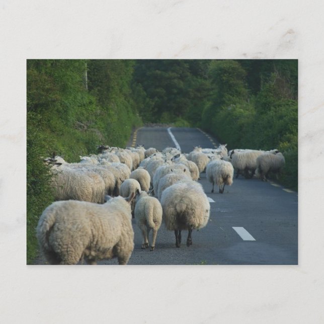 Sheep Roads Lambs Postcard (Front)