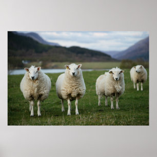 Sheep - Scotland Poster