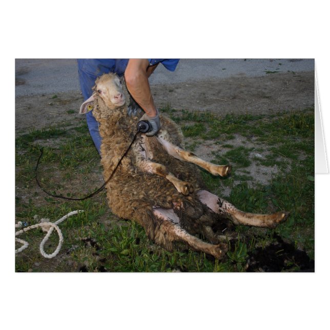 Sheep Shearing (Front Horizontal)