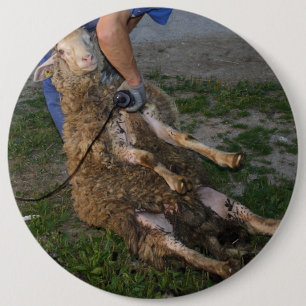 Sheep Shearing 6 Cm Round Badge