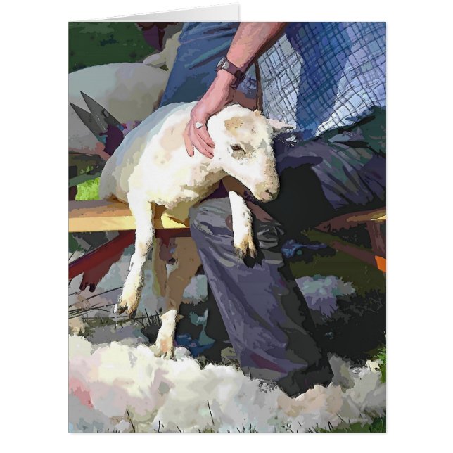 SHEEP SHEARING CARD (Front)
