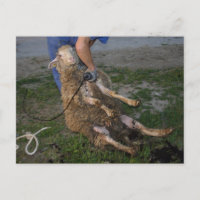 Sheep Shearing