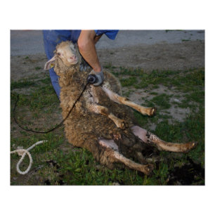 Sheep Shearing Poster