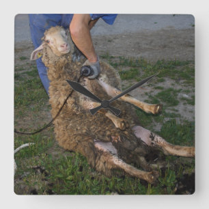 Sheep Shearing Square Wall Clock