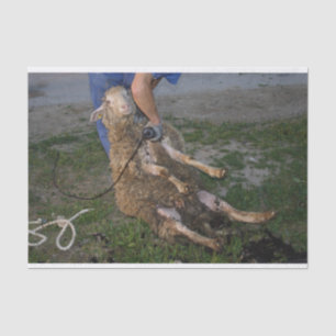 Sheep Shearing Tissue Paper