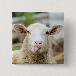 Sheep show tongue 15 cm square badge