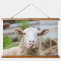 Sheep show tongue