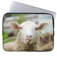 Sheep show tongue