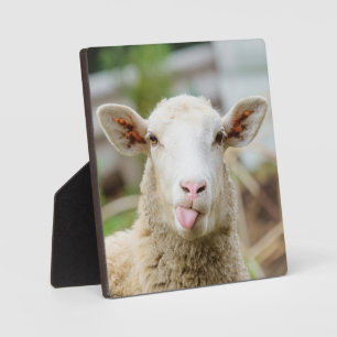 Sheep show tongue plaque