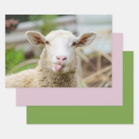 Sheep show tongue