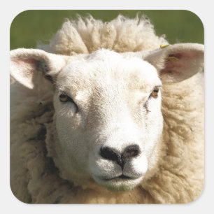 SHEEP SQUARE STICKER