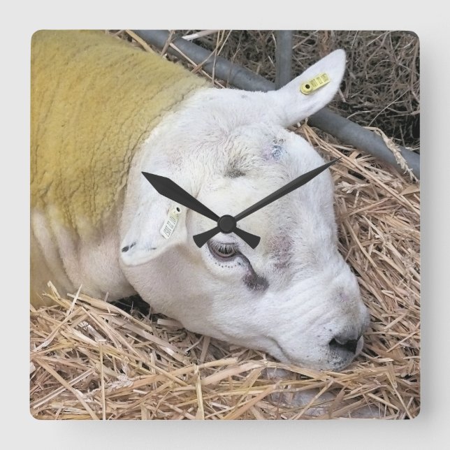 SHEEP SQUARE WALL CLOCK (Front)