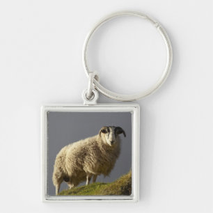 Sheep, Trotternish Peninsula, Isle of Skye, Key Ring