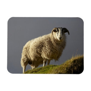 Sheep, Trotternish Peninsula, Isle of Skye, Magnet