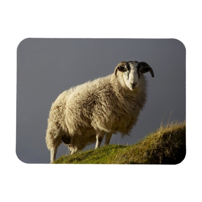 Sheep, Trotternish Peninsula, Isle of Skye, Magnet (Horizontal)