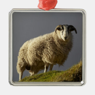 Sheep, Trotternish Peninsula, Isle of Skye, Metal Ornament