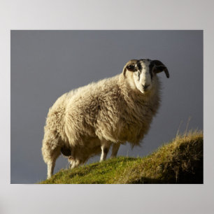 Sheep, Trotternish Peninsula, Isle of Skye, Poster
