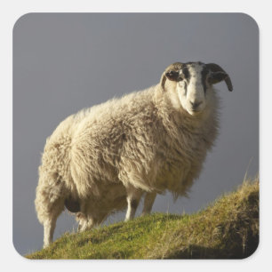 Sheep, Trotternish Peninsula, Isle of Skye, Square Sticker