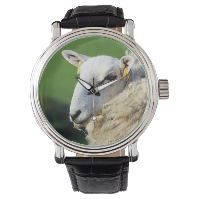 SHEEP  WATCH (Front)