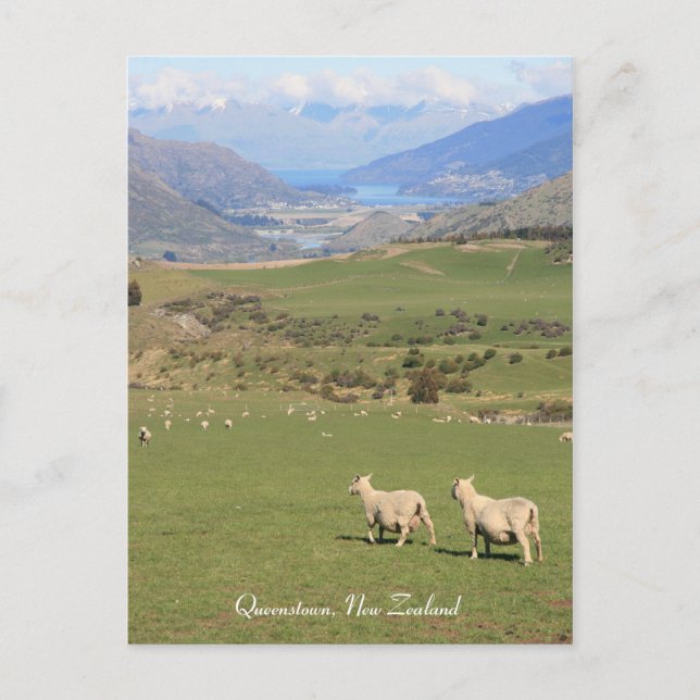 Sheep with a view, Queenstown NZ - Postcard (Front)