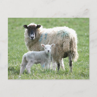 Sheep with her lamb postcard