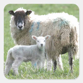 Sheep with her lamb square sticker