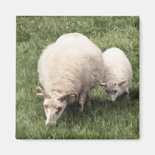 Sheep with lamb magnet