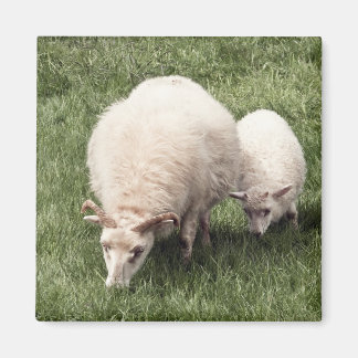 Sheep with lamb magnet
