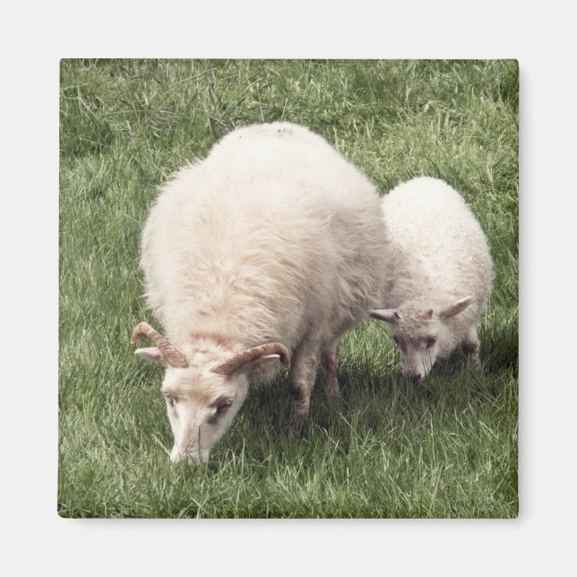 Sheep with lamb magnet (Front)