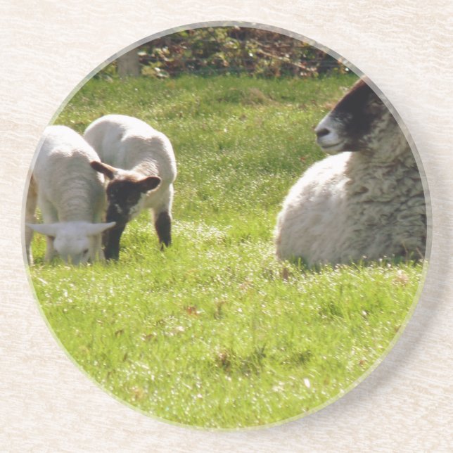 Sheep With Spring Lambs Coaster (Front)