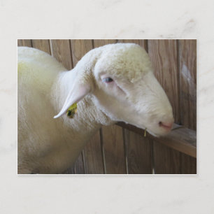 Sheep With Straw Postcard