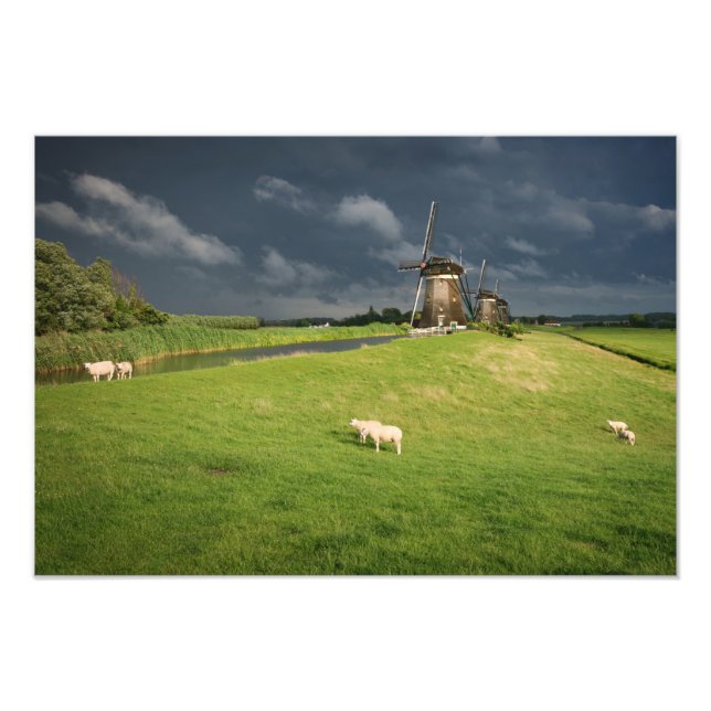 Sheep with windmills under dark clouds photo print (Front)