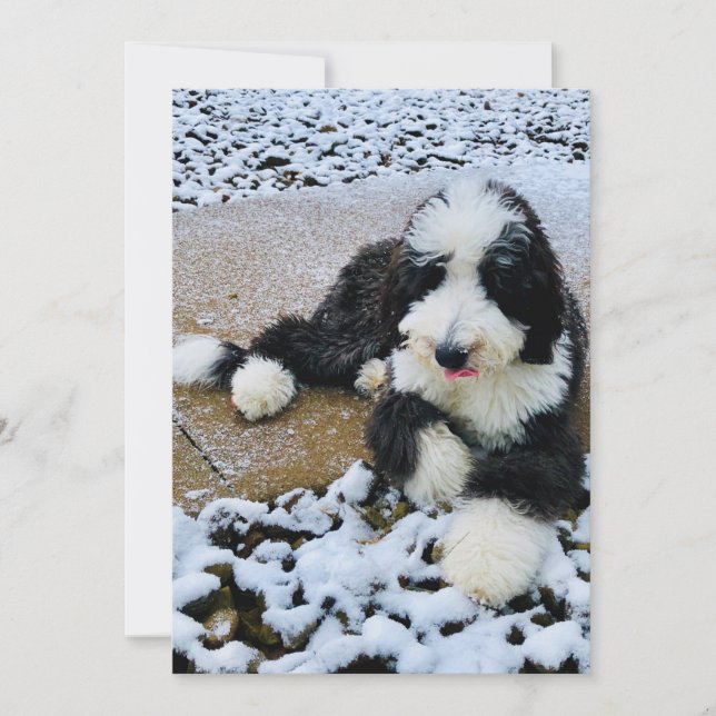 Sheepadoodle Card (Front)