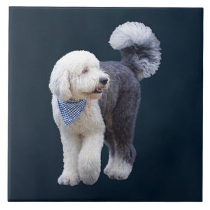 Sheepadoodle With Blue Chequered Scarf Ceramic Tile